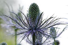 Alpen-Mannstreu - Zum Vergroessern klicken!